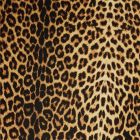 Panther Print Carvico Lycra