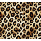 Leopard print Fierce Fur Carvico Lycra